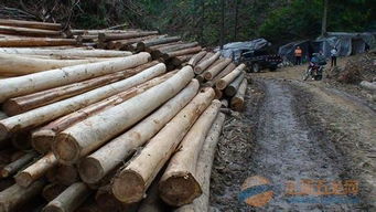 楸木原木及日用品批發 優質資源與一站式服務